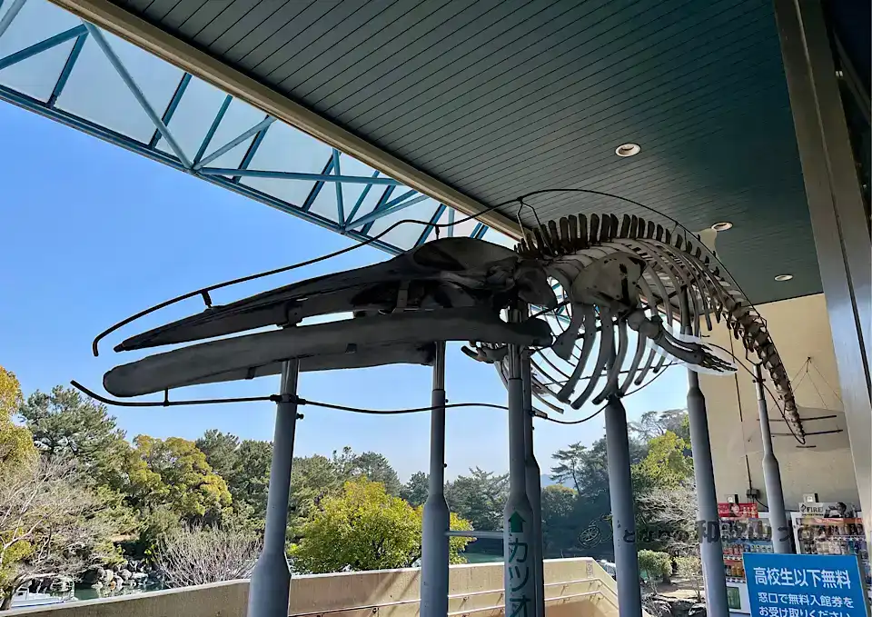 セミクジラの骨格模型