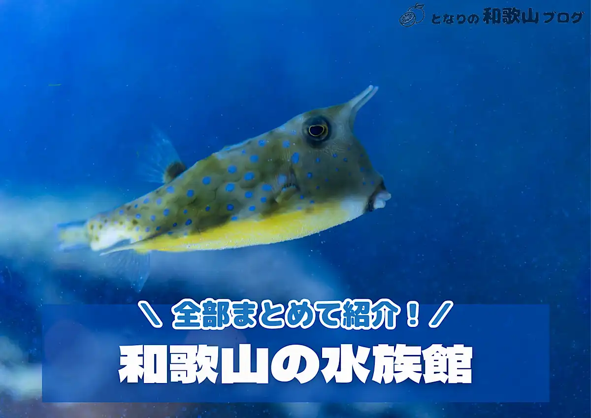 【全6ヶ所】和歌山の水族館が全部わかる - 一覧でまるっと紹介