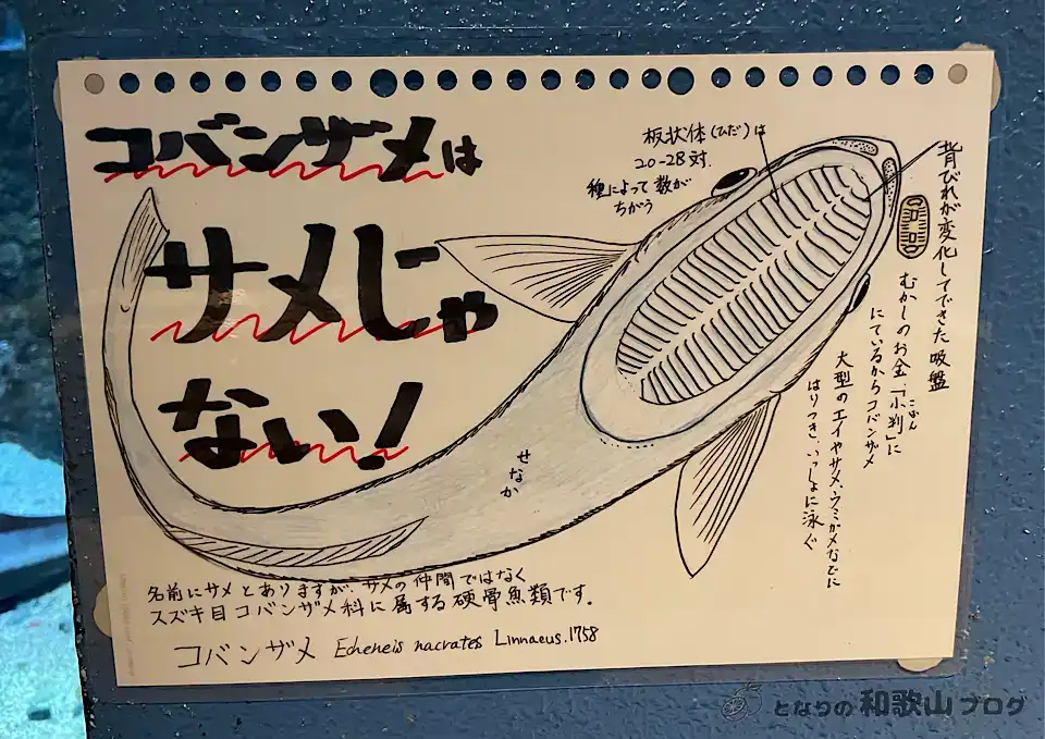 小判鮫の解説ポップ｜和歌山県立自然博物館