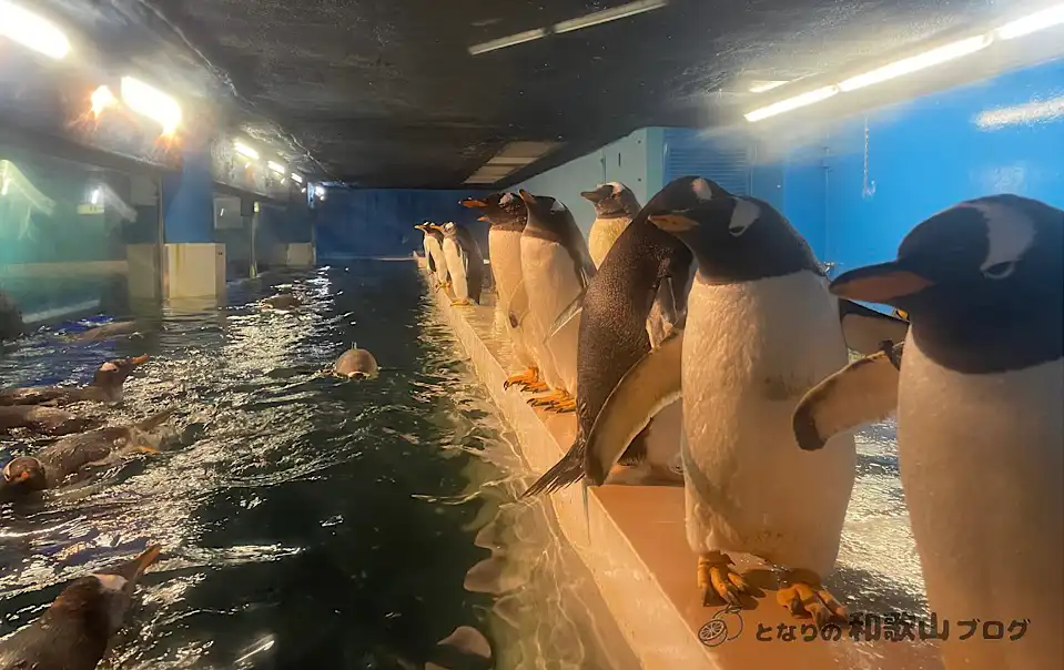 並んだペンギン