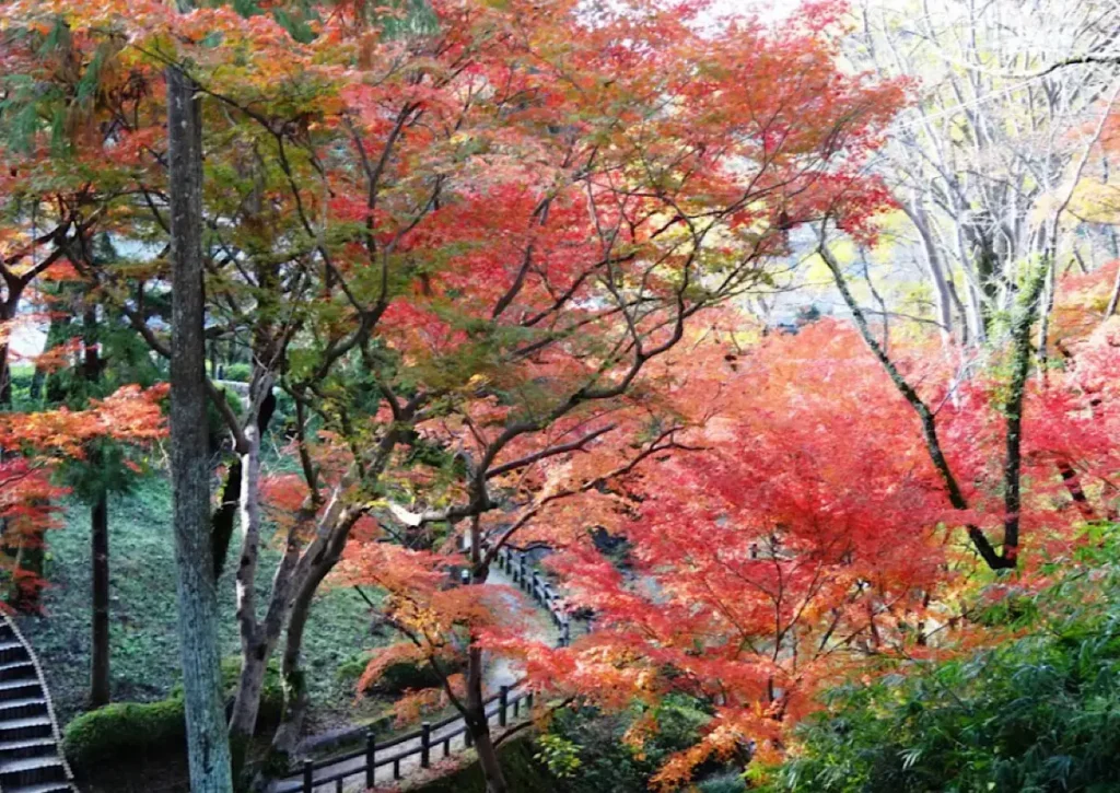 根来寺の紅葉谷公園の紅葉